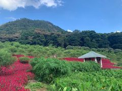 -广州市石门国家森林公园