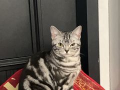 -瑞派康怡24h宠物医院·犬猫医疗中心·微创绝育(瑞景分院)