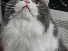 -唐小姐の私宠·宠物洗护美容·撸猫馆·购宠(周浦万达旗舰店)