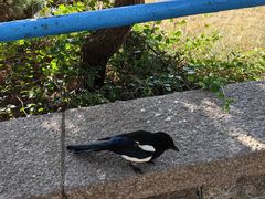 -八大关景区