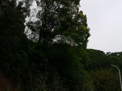 -天鹿湖森林公园