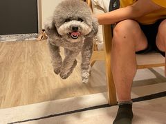 -翊宠yipet猫狗购宠庄园犬舍•猫舍