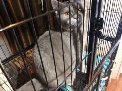 -飛凡TATTOO纹身•原创