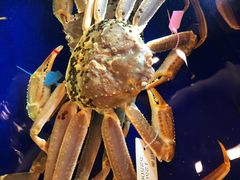 -蟹道乐(道顿堀本店)