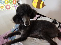 -宠福鑫康馨动物医院·骨科·眼科