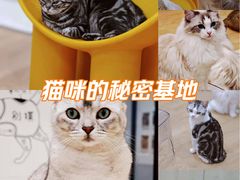 -有喵·猫咖·狗咖·30几只猫10只小狗(岗厦店)