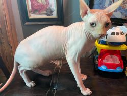 -雲艺刺青·洗纹身