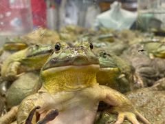 -白沙菜市场