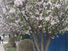 -海棠花溪(元大都城垣遗址公园)