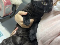 -瑞派宠物医院·24h·骨外科·皮肤科·全科宠物医疗转诊中心(沈阳浑南院)