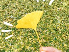 -三里屯东五街银杏大道