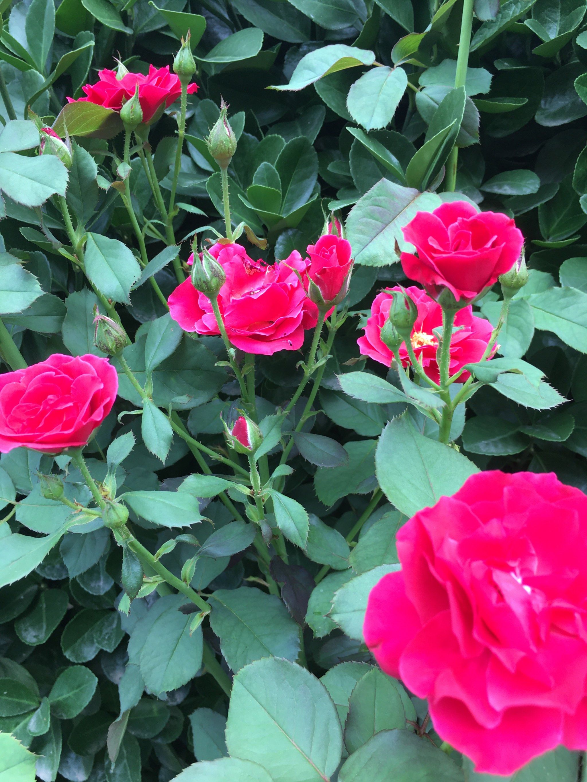 庭院里现在以然开着娇艳的月季花