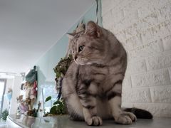 -平行世界·猫咖(首经贸店)