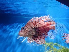 -太平洋海底世界