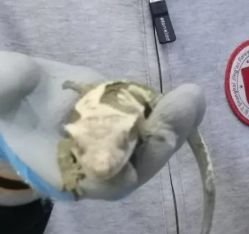-神奇动物撸宠馆·羊驼·小浣熊·异宠(豫园店)
