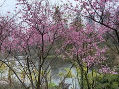 -重庆彩云湖湿地公园