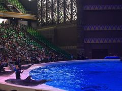 -帝企鹅自助餐厅•儿童岛•真企鹅(长隆企鹅酒店)