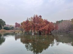 -贡湖湾湿地公园