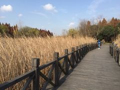 -溱湖国家湿地公园