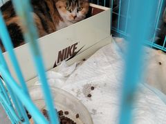 -纳吉亚猫专科动物医院(康都外科中心)