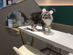-飞行喵MR PILOT|猫舍·猫咖(静安大融城店)