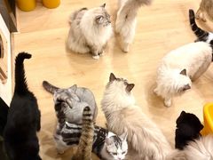 -有喵·猫咖·狗咖·30几只猫10只小狗(岗厦店)