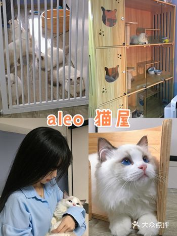 深圳探店|全部都是布偶猫!梦想猫屋