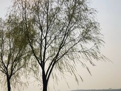 -丁香湖公园
