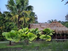 -中国科学院西双版纳热带植物园