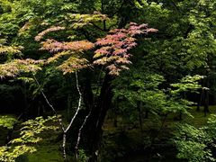 -西芳寺(苔寺)