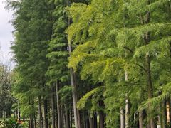 -溱湖国家湿地公园