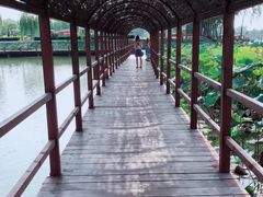 -白洋淀景区
