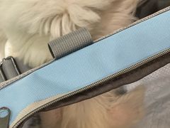 -momokira米努特·德文卷毛猫·棉花面纱犬