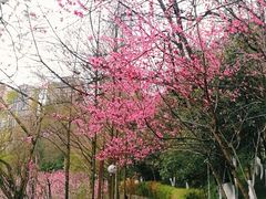 -重庆彩云湖湿地公园