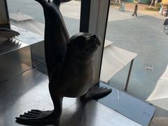 -西安曲江海洋极地公园