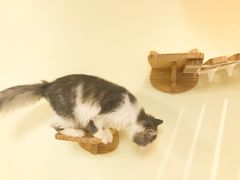 -猫和宫(六道口店)