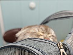 -纳吉亚猫专科动物诊疗中心(蒋宅口分院)