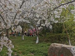 -高东镇樱花园