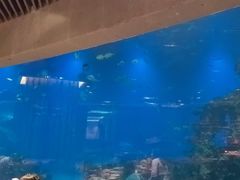 -涛·海底餐厅·美人鱼·自助餐·海底隧道(三亚海棠湾洲际度假酒店)