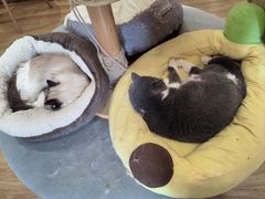 -滚猫咖啡·猫咖·猫友好撸猫(未来城店)