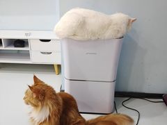 -糯米喵星人·撸猫猫舍咖啡馆(西市场嘉华店)