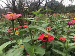 -桤木河湿地公园