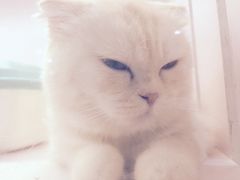 -喵的天空名猫咖啡馆·撸猫·猫舍·用品