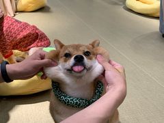 -逗柴咖啡屋·狗咖猫咖宠物桌游