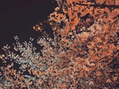 -武汉大学-樱园