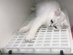 -lincat·猫舍(广州店)