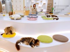 -COLOR PETS 撸猫馆·购猫·猫咖(长风大悦城店)