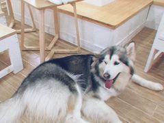 -李小姐の猫咖啡馆(五角场店)