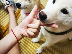 -柴迷FANS CLUB·柴犬狗咖·猫咖