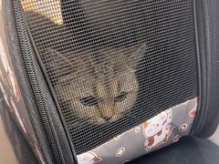 -瑞派康怡24h宠物医院·犬猫医疗中心·微创绝育(瑞景分院)